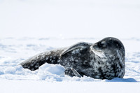 Antarctica (2023)