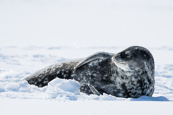 Antarctica (2023)