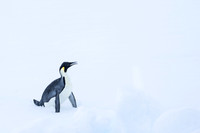 Antarctica (2023)