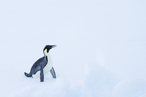 Antarctica (2023)
