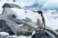 Antarctica (2023)