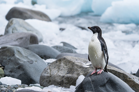 Antarctica (2023)