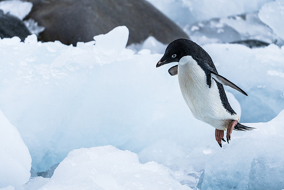 Antarctica (2023)