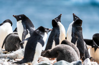 Antarctica (2023)