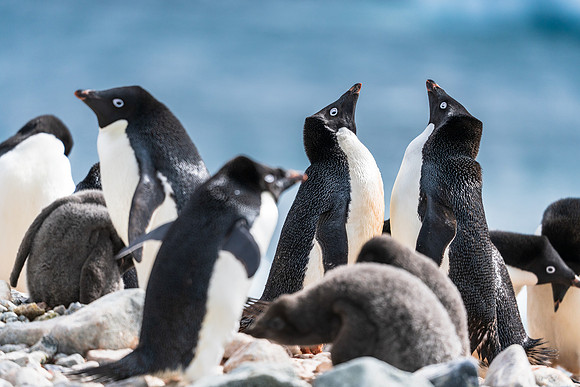 Antarctica (2023)