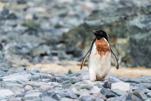 Antarctica (2023)
