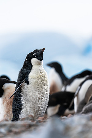Antarctica (2023)