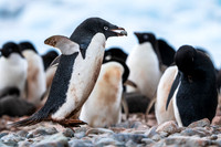 Antarctica (2023)