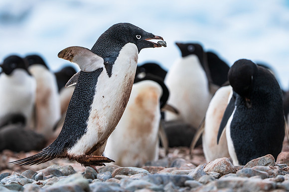 Antarctica (2023)