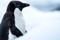 Antarctica (2023)