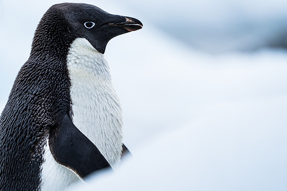 Antarctica (2023)