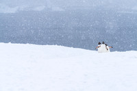Antarctica (2023)