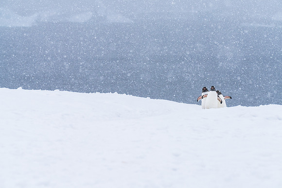 Antarctica (2023)