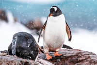 Antarctica (2023)