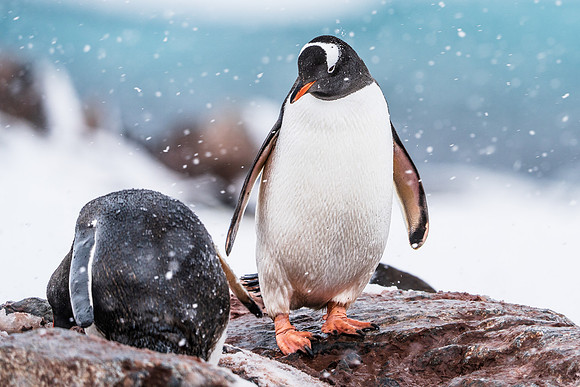 Antarctica (2023)