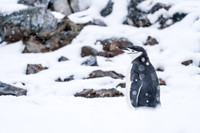 Antarctica (2023)