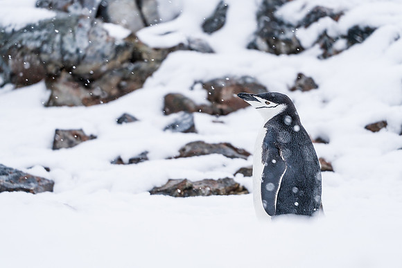 Antarctica (2023)
