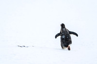 Antarctica (2023)