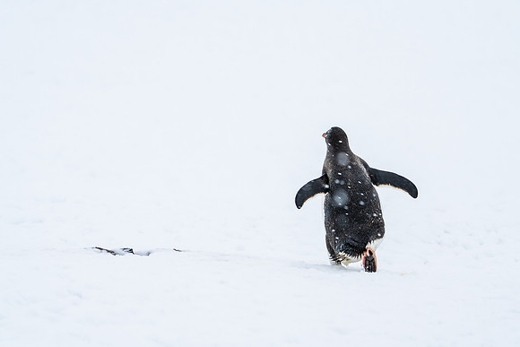 Antarctica (2023)