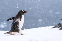 Antarctica (2023)