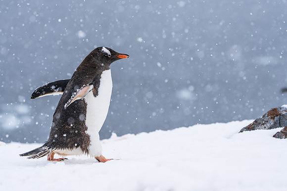 Antarctica (2023)