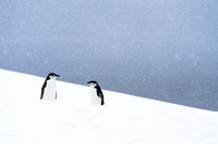 Antarctica (2023)