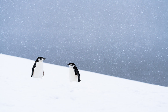 Antarctica (2023)