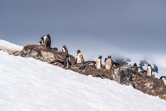 Antarctica (2023)