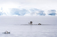 Antarctica (2023)
