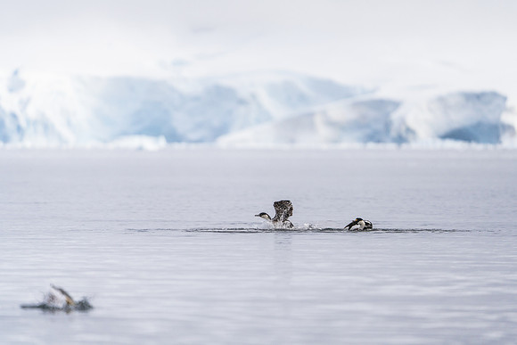 Antarctica (2023)