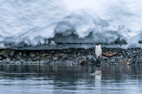 Antarctica (2023)