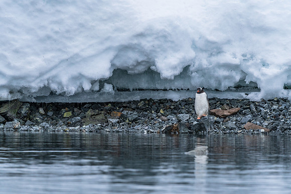 Antarctica (2023)