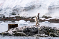 Antarctica (2023)
