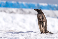 Antarctica (2023)