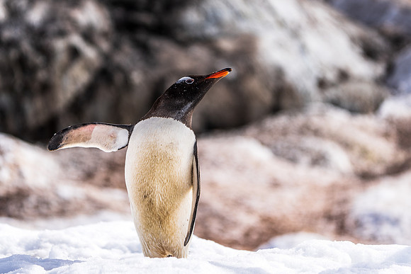 Antarctica (2023)