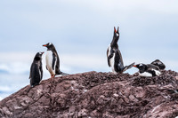 Antarctica (2023)