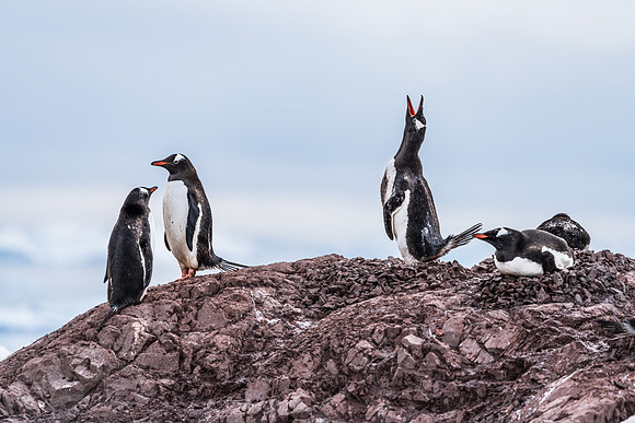 Antarctica (2023)