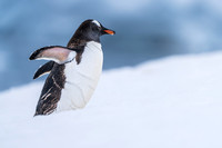 Antarctica (2023)
