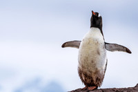 Antarctica (2023)