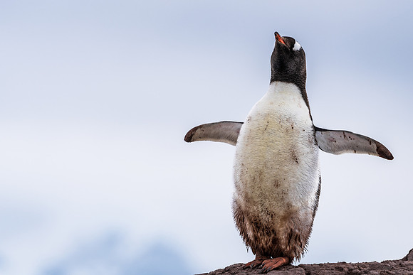 Antarctica (2023)