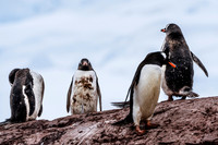 Antarctica (2023)