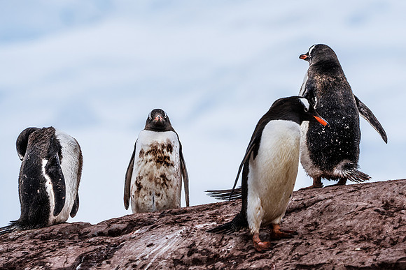 Antarctica (2023)