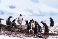 Antarctica (2023)