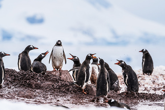Antarctica (2023)