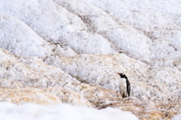 Antarctica (2023)
