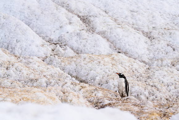 Antarctica (2023)
