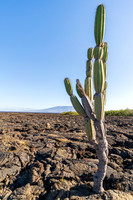 Galapagos, Ecuador (2016)