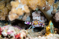 Harlequin Swimming Crab