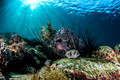 Black sea urchin