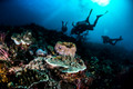 Divers mess